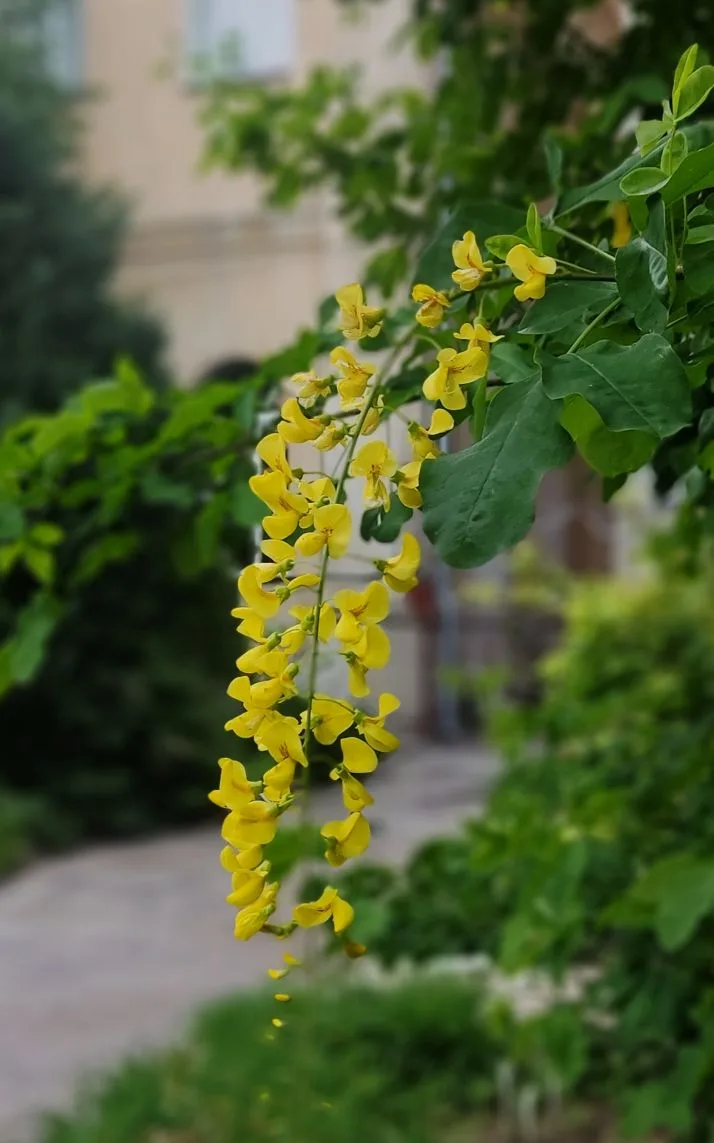 Любуемся каскадами изящных золотых соцветий Бобовника альпийского (Laburnum alpinum) 🌿