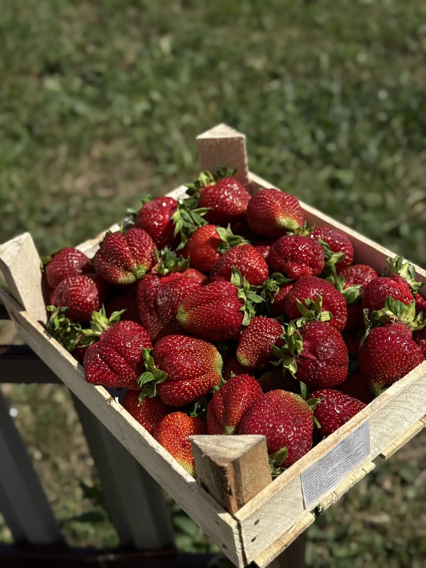 Клубника 🍓