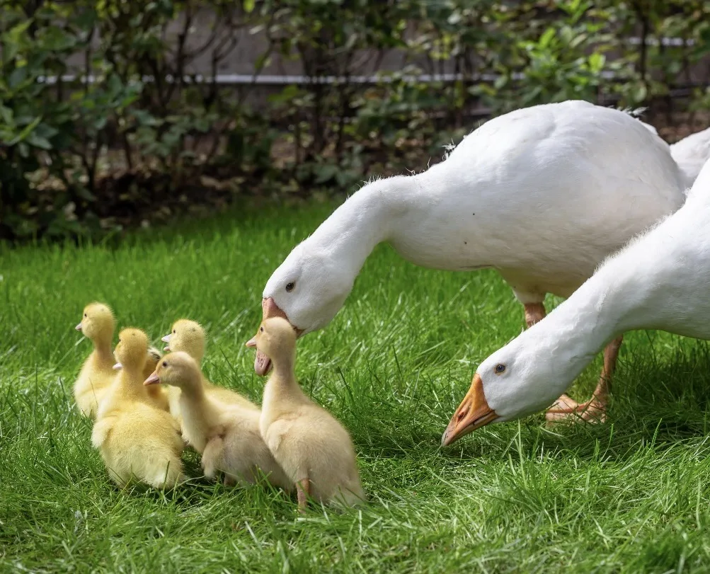Друзья, ещё одна хорошая новость. 🦆

Летом качество инкубационного яйца водоплавающей птицы традици