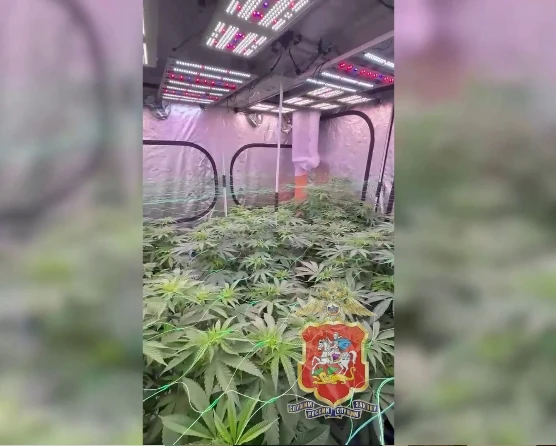 🌿 Москвич организовал нарколабораторию на даче у тёщи в Серпухове   37-летний мужчина изучил в интер