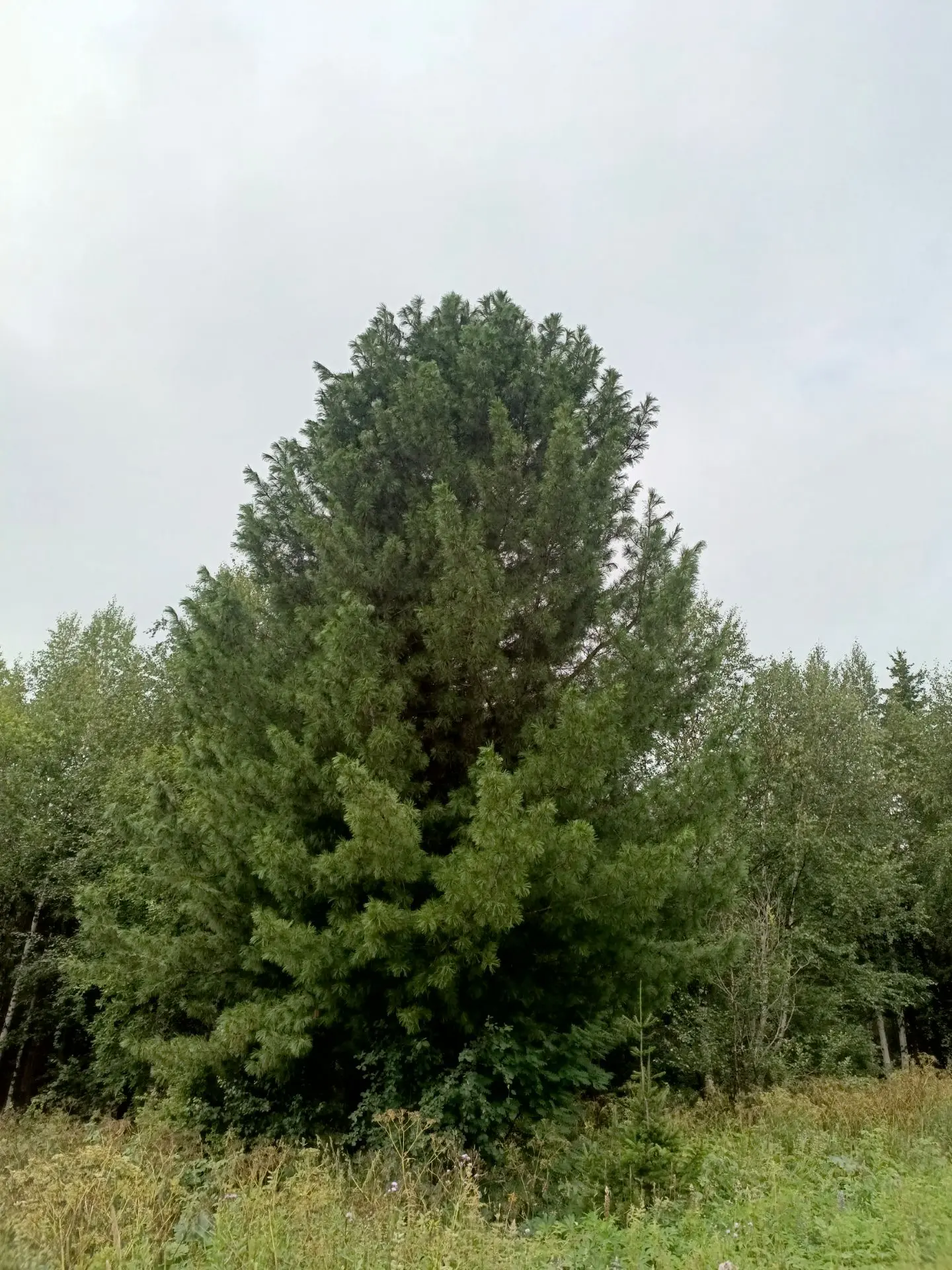 Доброе утро, друзья. 🌲