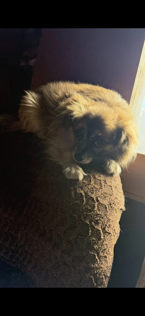 Наш славный мальчишка Тёма снова в поисках дома🥺🥺🥺
От хозяев прежних сбежал, скитался примерно дв