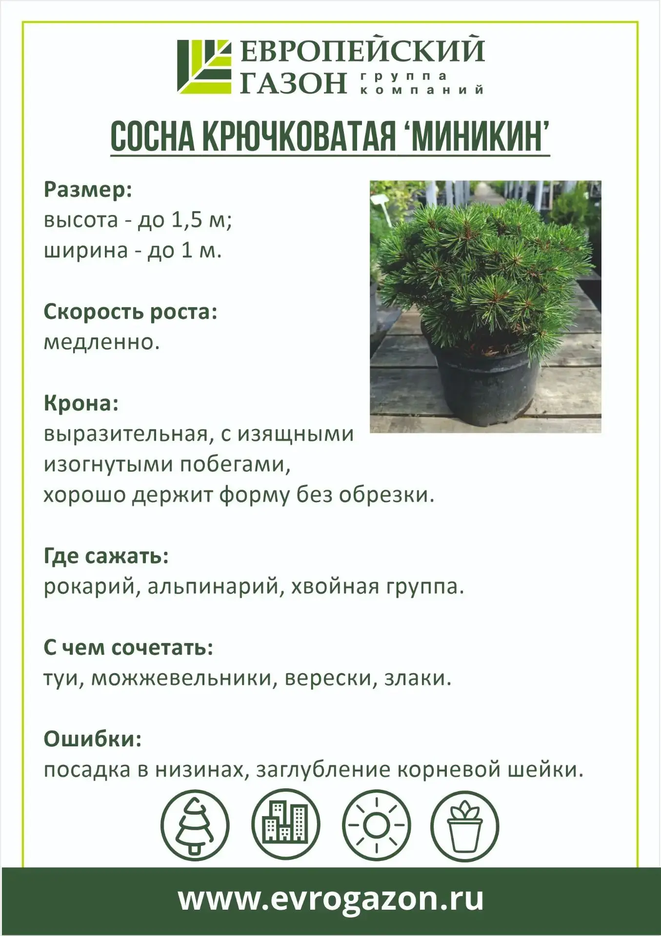 ✨ Мини‑сосны с большим характером! ✨
