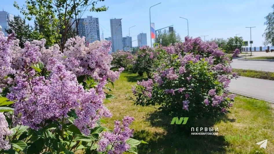 Сиреневая Аллея 💜

НЕ ЗАБУДЬ ПОДПИСАТЬСЯ ⤵️