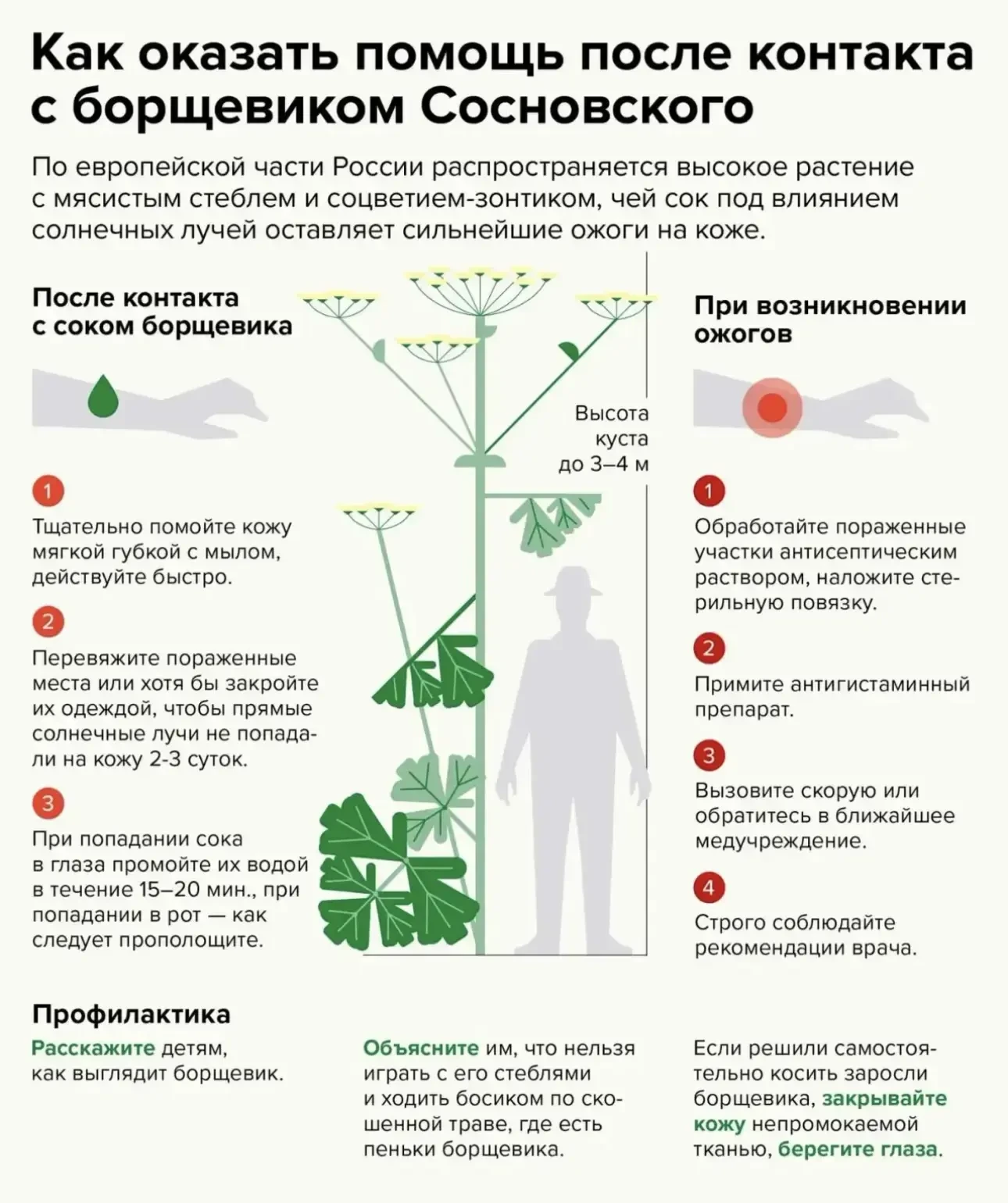 Ожог борщевиком — коварная травма: первые минуты кожа не болит, а через сутки вспыхивае...