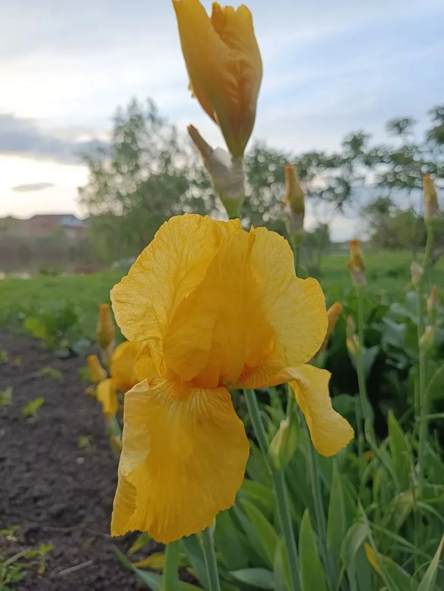 У природы нет плохой погоды, и цветы это подтверждают. Доброе утро!  Сегодня вновь пасмурно и дождли