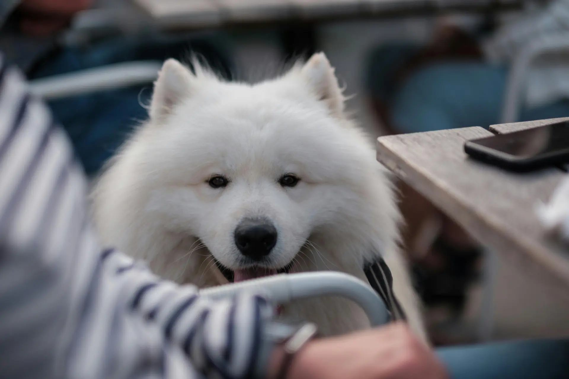 🐾 Кафе — это не «просто полежать». Что на самом деле происходит с собакой в публичном ...