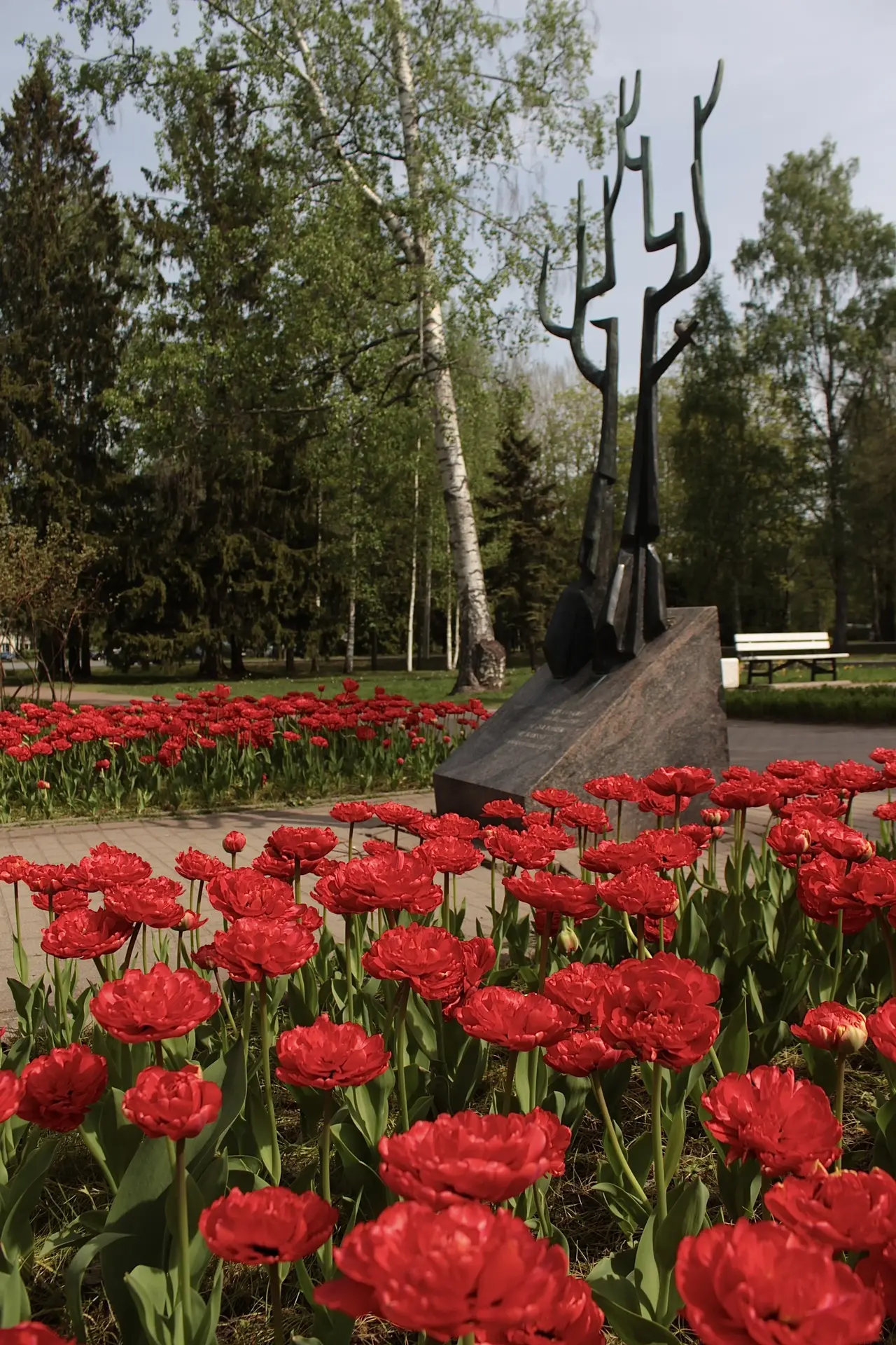 Сквер Победа в Зеленогорске в алом облаке тюльпанов🌹Этот сквер - зелёная зона рядом с ...
