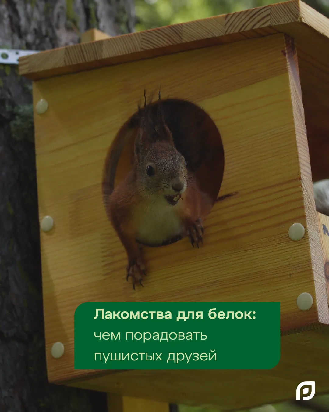 Помните нашу вчерашнюю трогательную историю спасения бельчат? ❤️ Мы так рады, что многи...