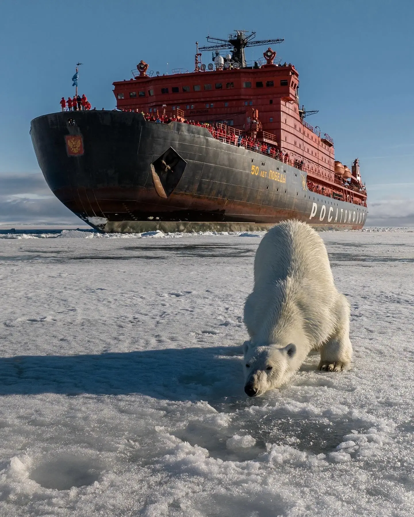 🐻‍❄️ Помните белого медведя, приветствующего атомный ледокол?