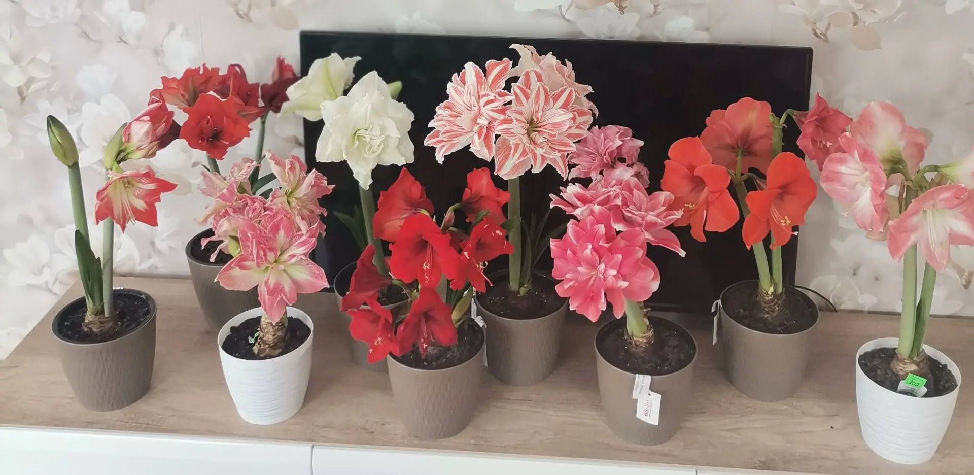 Добрый день Галина! Спасибо большое за прекрасные амариллисы! 🌺