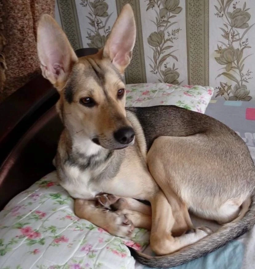 Лили вернули спустя 8 лет жизни в семье 💔
