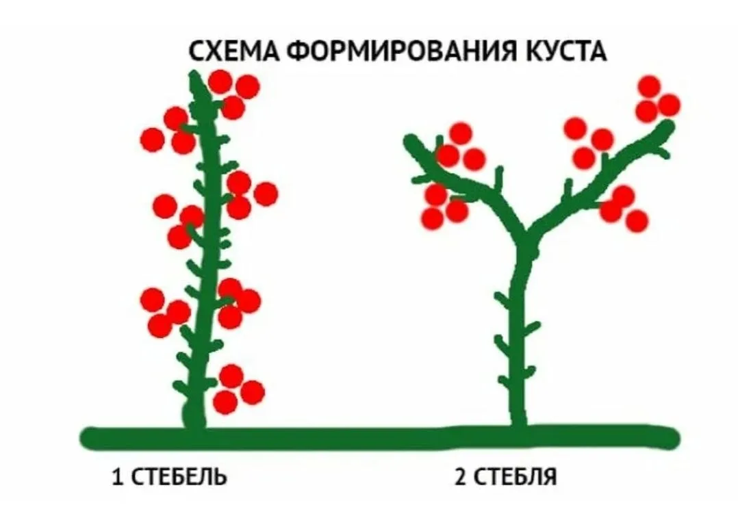 Сколько стволов оставить у разных томатов: один, два или три

Во сколько стволов вести черри
Обратит