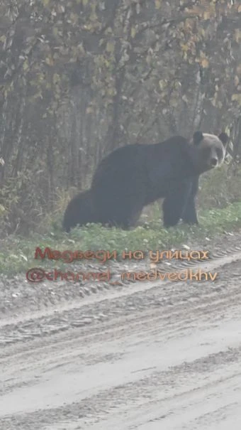 Медведица с медвежонком ходят по дороге