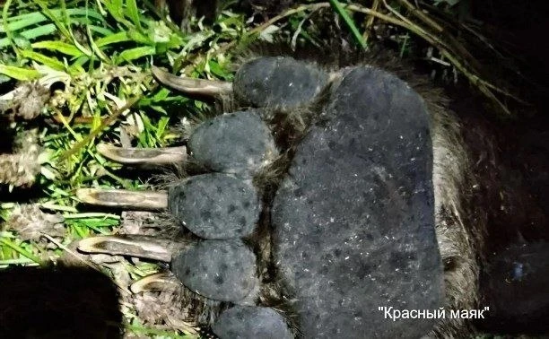 На Курилах 350-килограммовый медведь напал на людей во время отстрела. Инцидент произош...