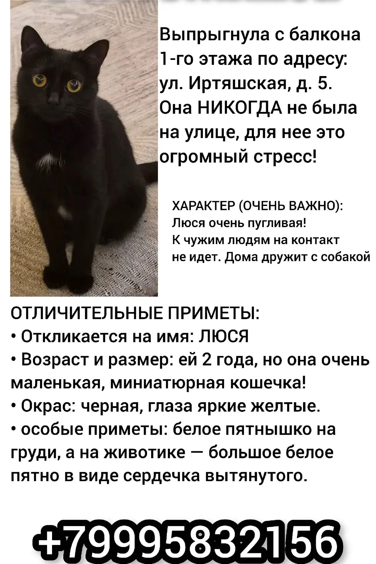 Выпрыгнул с балкона 🐈‍⬛
