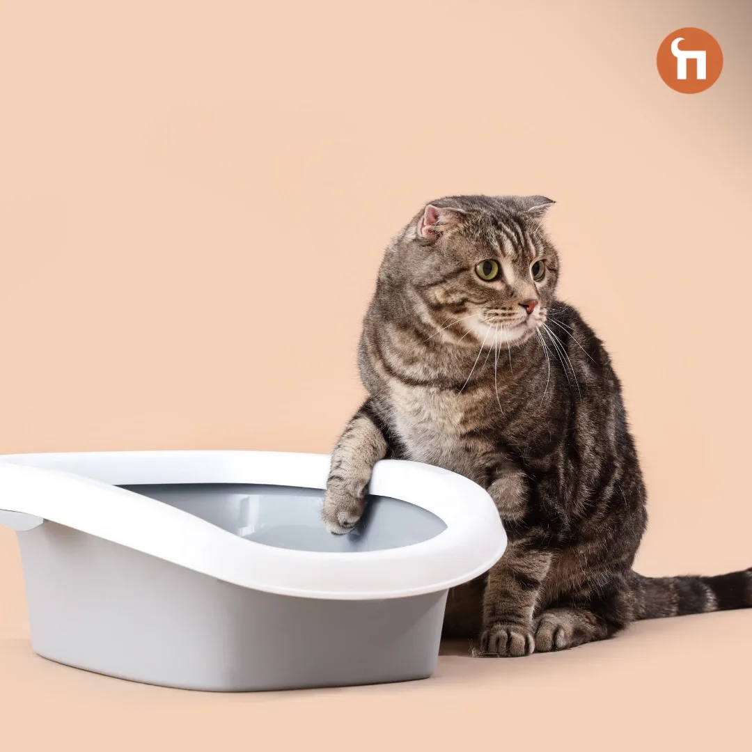 🐱Кошка ходит мимо лотка: что она пытается сказать?