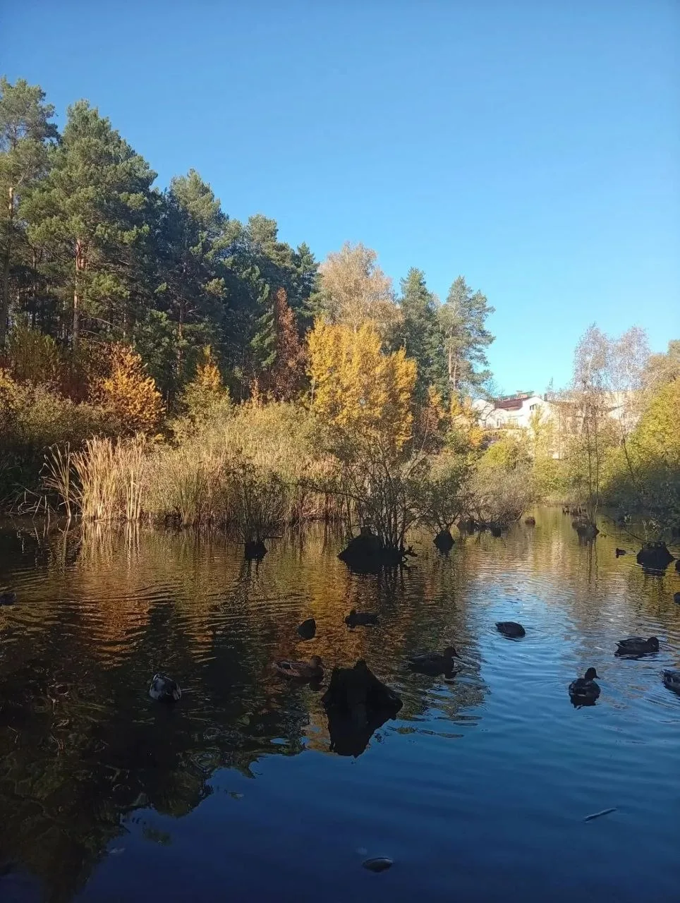Раз в год Академгородок превращается в самое красивое место на планете 🌞🍁🌲🌊🍂