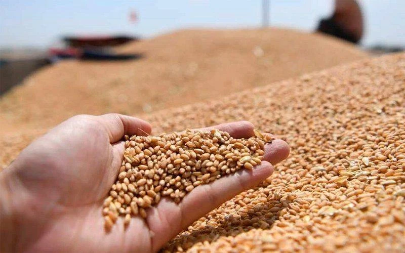 Экспорт российской зерновой продукции за первое полугодие 2026 года превысил 36 млн тонн