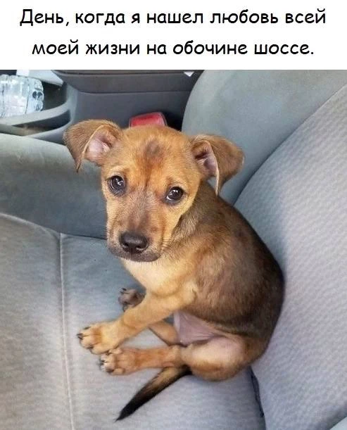 Шерстяной дружок 🐶