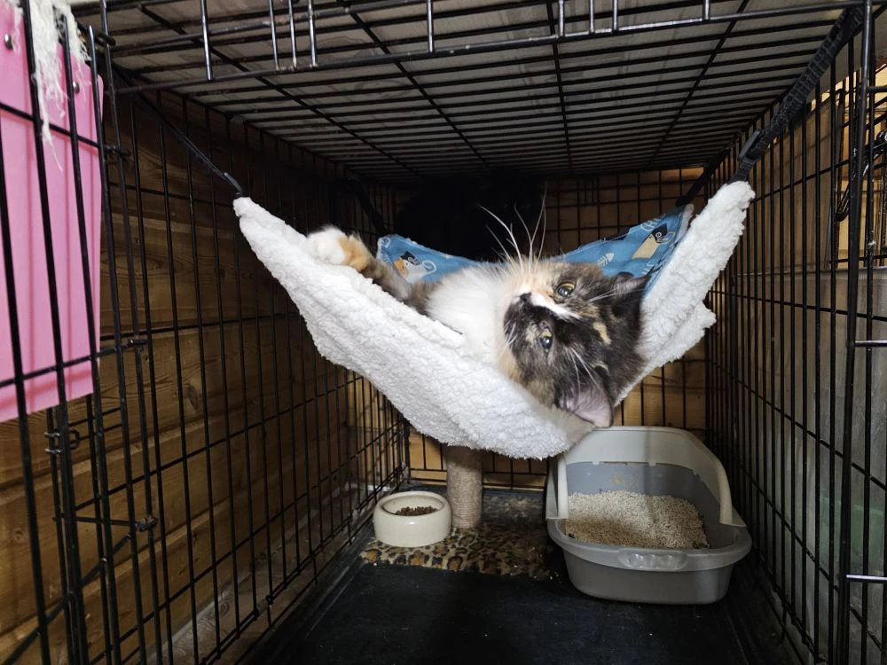 Получили подарочек котикам😁👍❤️ Спасибо большое ❤️ ❤️ ❤️