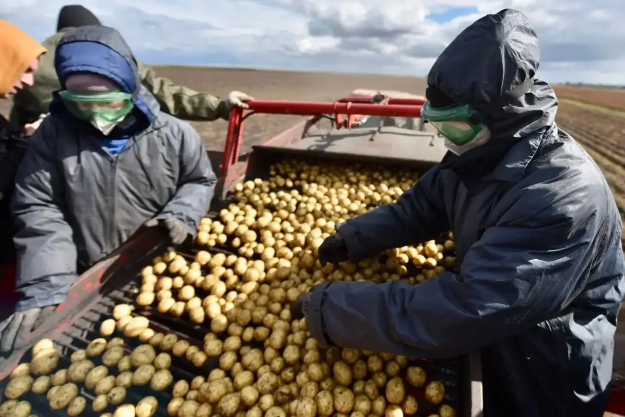 🌾 В Свердловской области убрали больше 80% зерновых