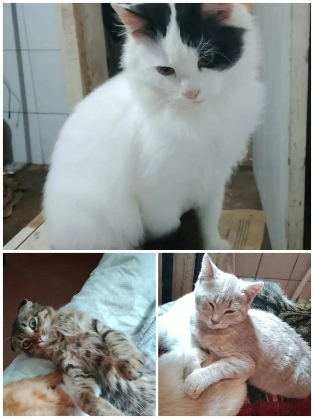 🐱 Сразу трёх котов ищут в центре города