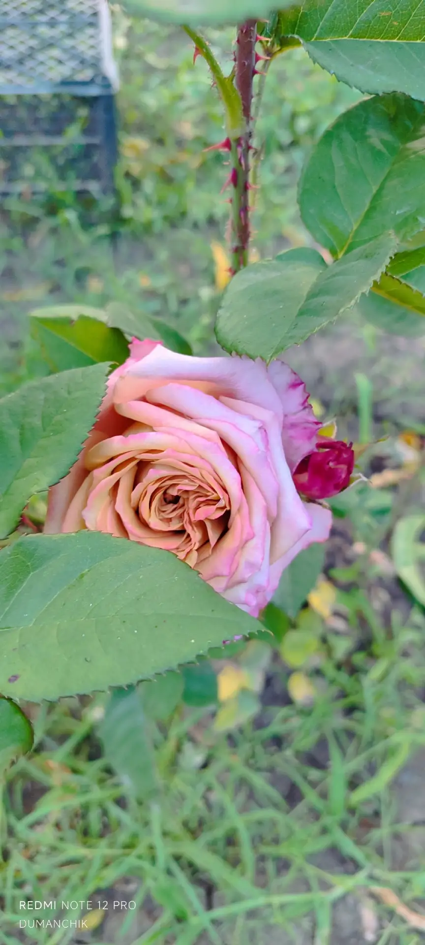 Здравствуйте. Помогите, пожалуйста, определить название этой красотки?

🌹Канал Всё про розы
🥀Чат В