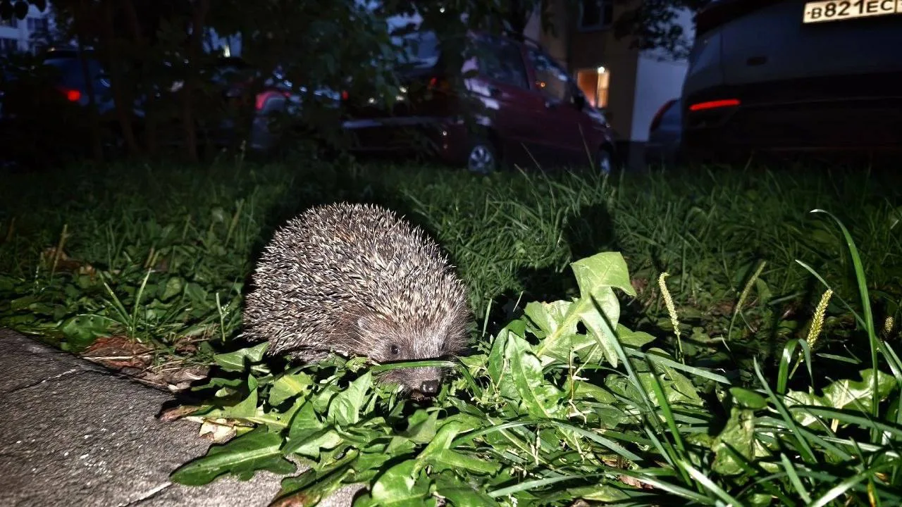 На Загорьевской заметили ежика 🦔