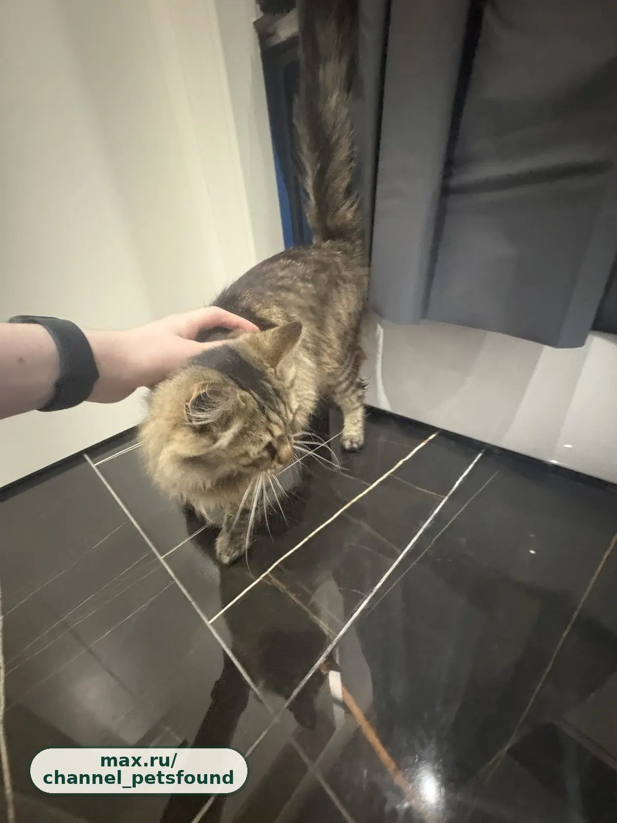 🐾 Найден питомец — Владимир