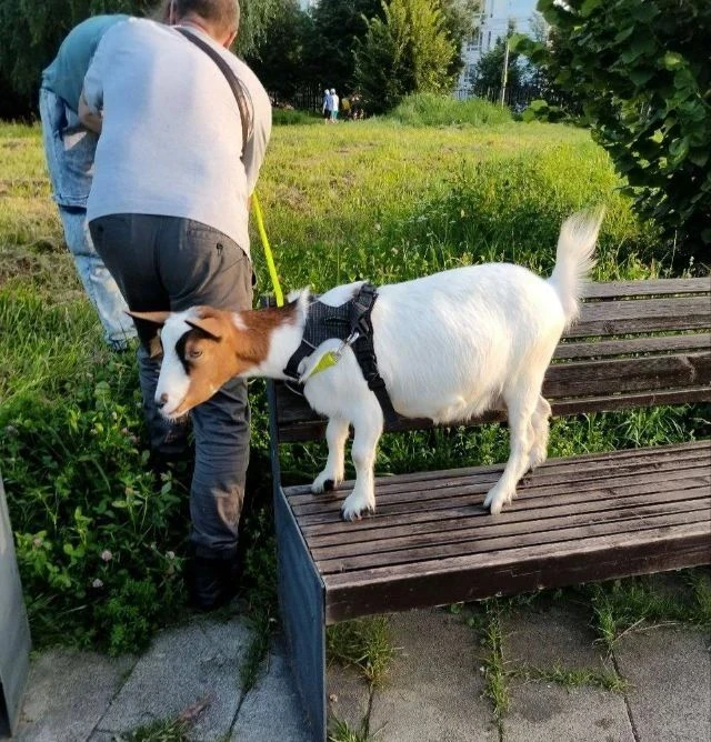 😍 Москвичи заметили на прогулке милейшую козочку