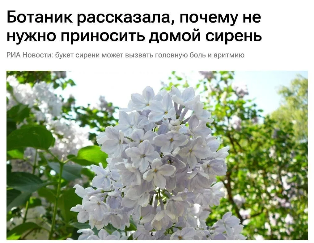 Сирень опасно приносить домой, предупреждают ботаники