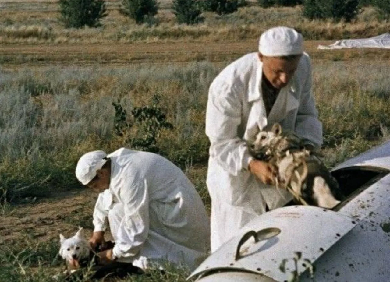 Легендарное возвращение, изменившее мир! 🚀🐾

Август 1960 года, Белка и Стрелка сразу после успешно