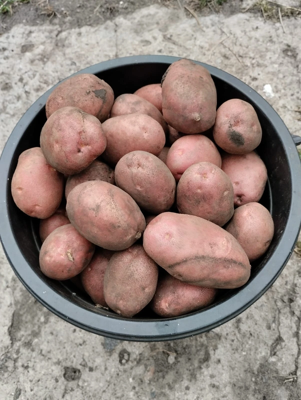 Продам картофель красный ведро 300р