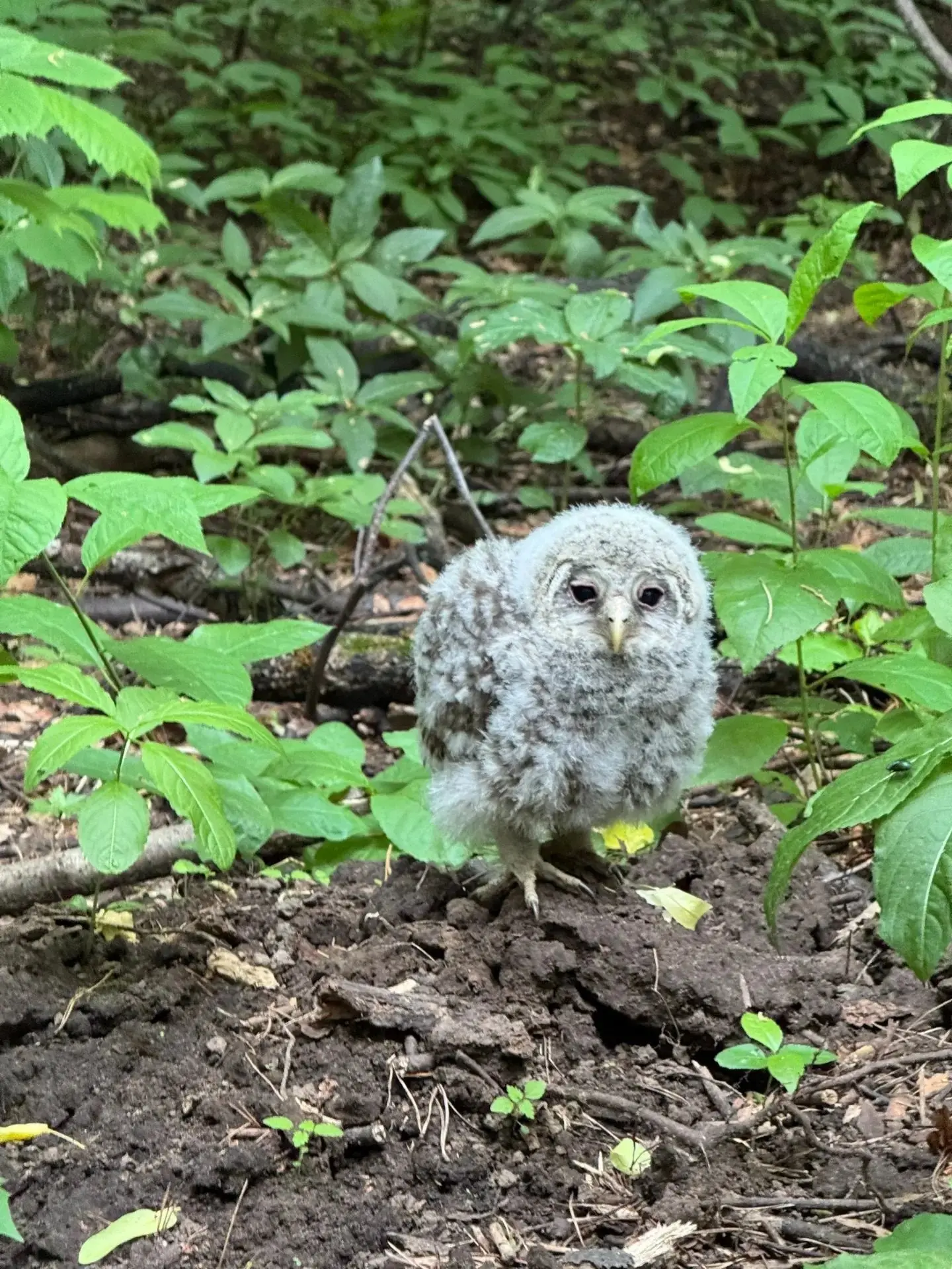 Нижнекамка Дарья Кузнецова поделилась кадром приятной встречи с ночной хищной птицей пр...