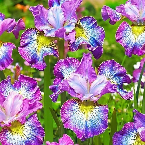 Хотите пополнить свою коллекцию растений или обустроить сад? 🌸