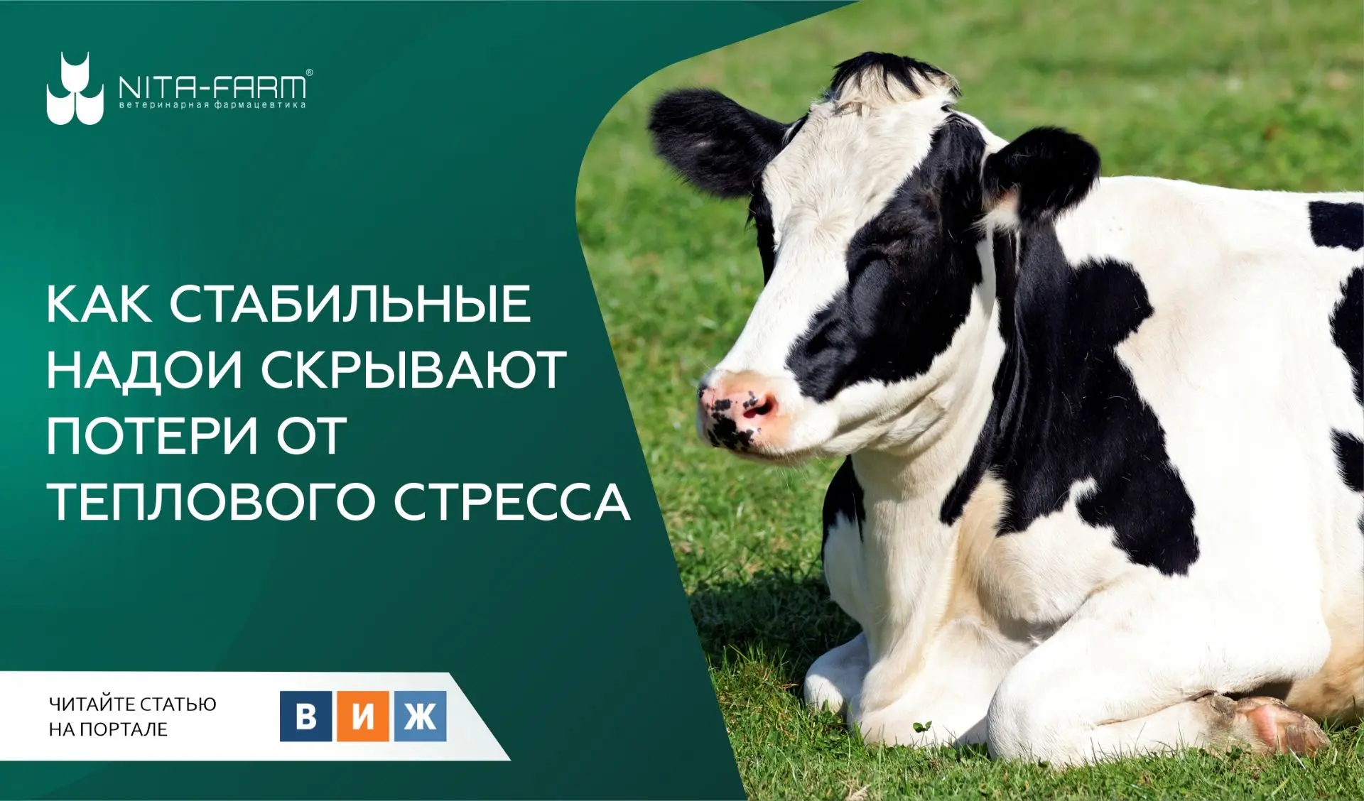 Как стабильные надои скрывают потери от теплового стресса 🐄