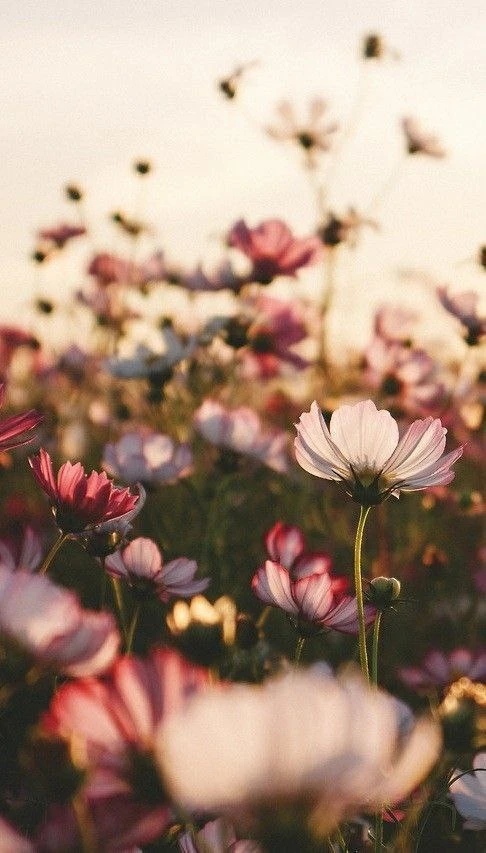 @oboi_wallpaper_kpop