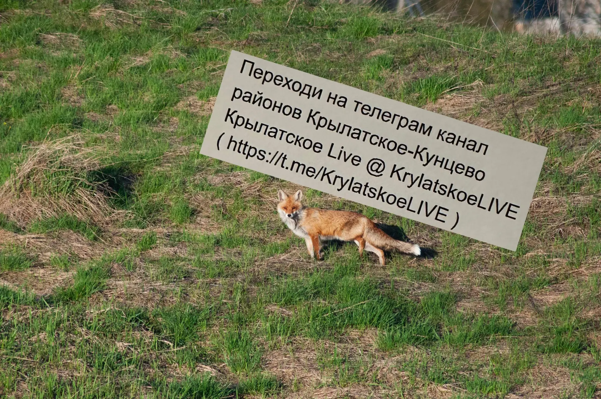 Подписчик встретил красотку лису на Крылатских холмах 🦊  Она грелась на солнышке и с удовольствием п