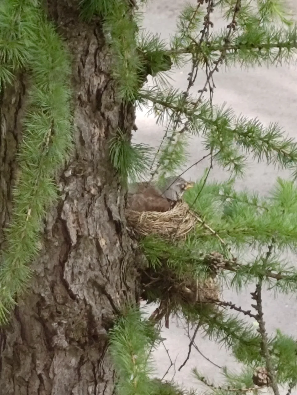 🐦‍⬛А у нас за окном живёт дрозд!  😊Для всей школы это просто птица, а для 8 «А» — Тардус математикус
