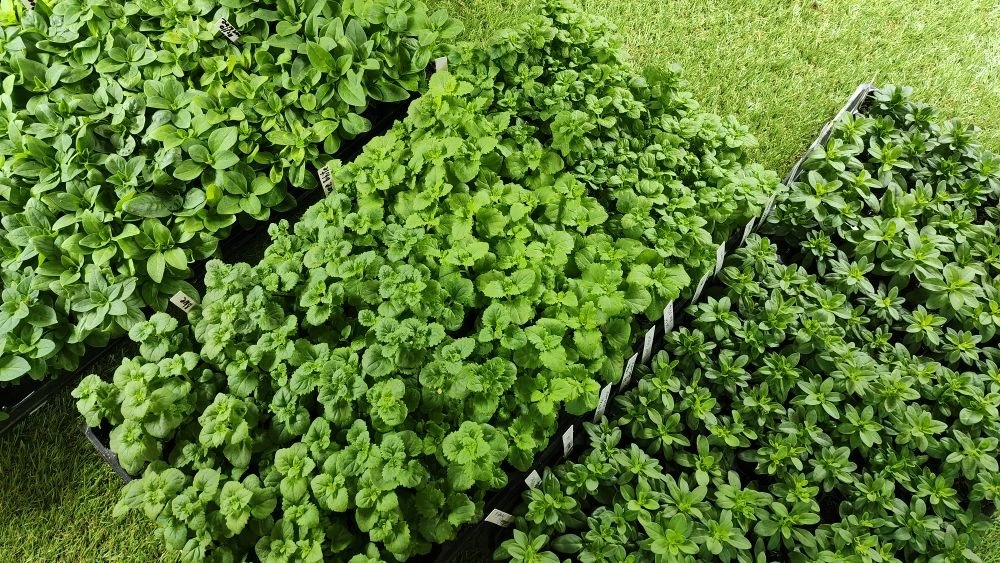 Ещё только начало февраля, а уже столько красоты наросло 😍🌱