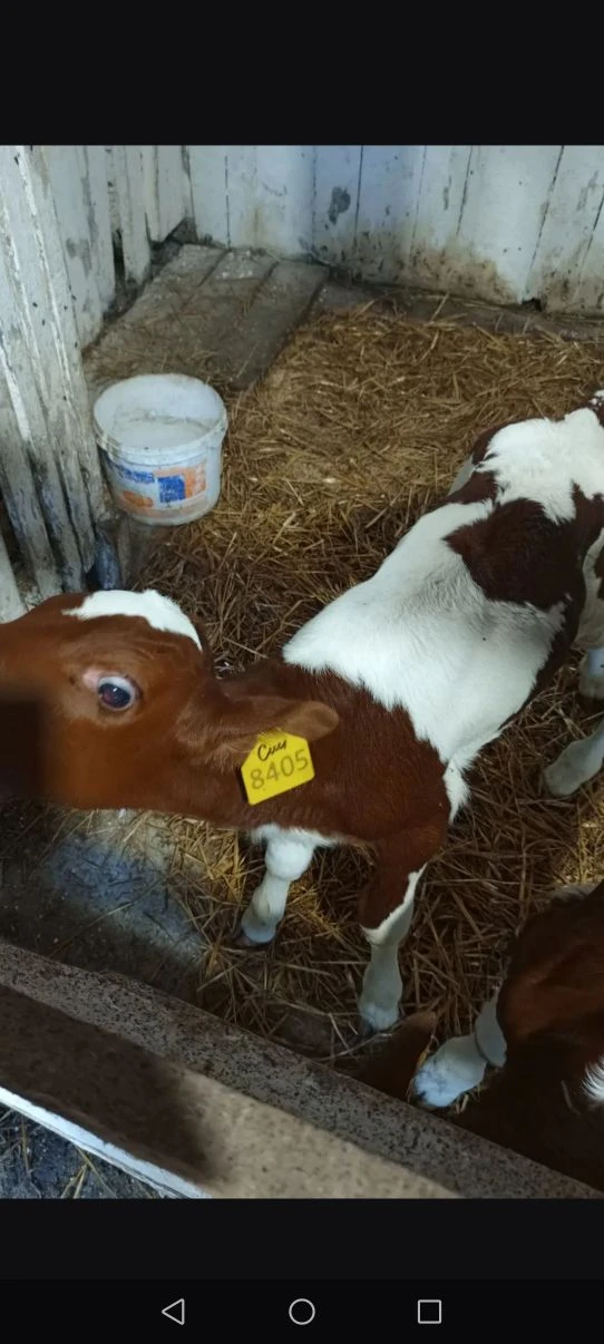 Продам бычка красно степной породы,доставка,89993274430,возраст 10 дней