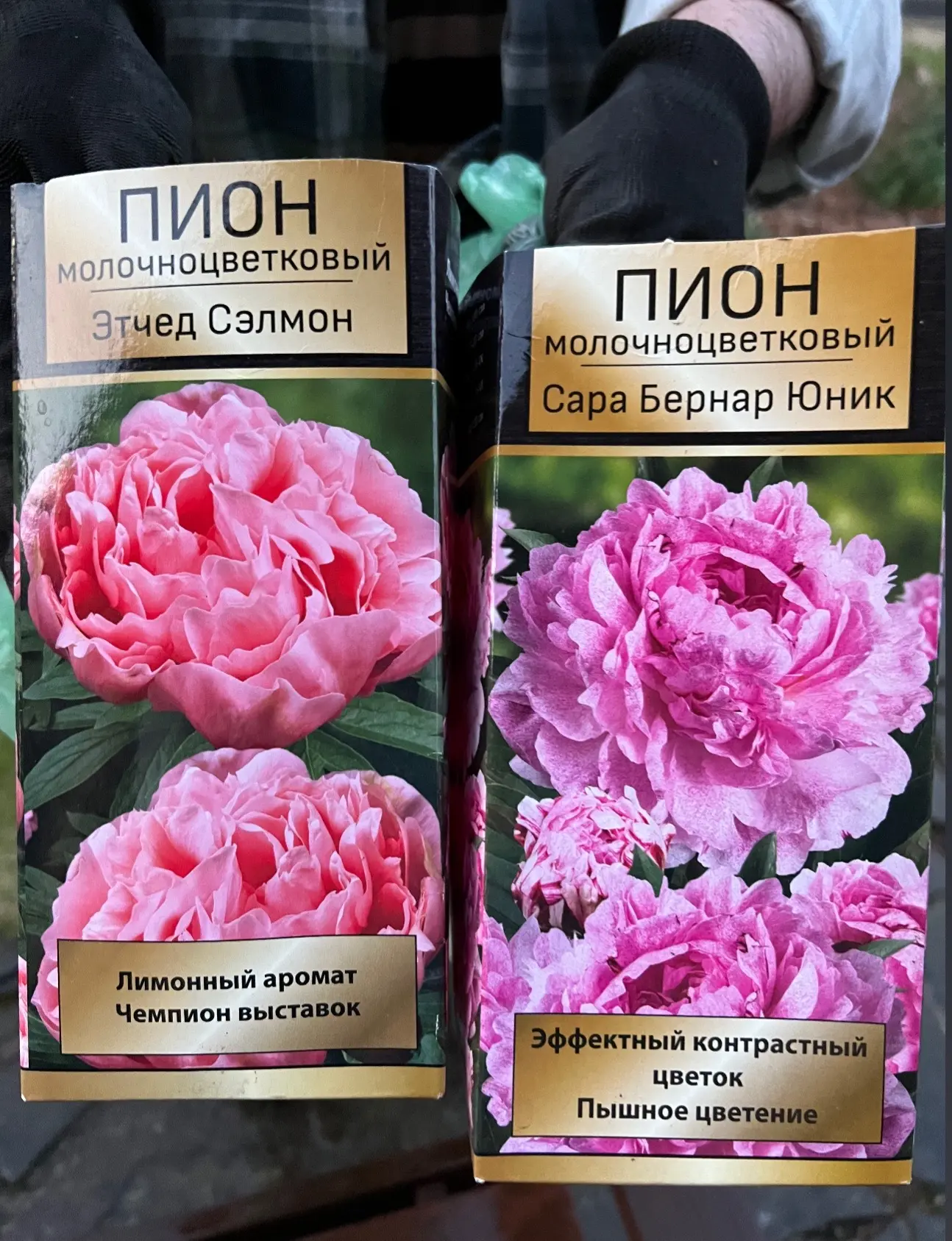 Эти два пиона самые молодые в саду, посадка весна 23 года.
Сара более поздний, чем Сэлмон. 
И еще го