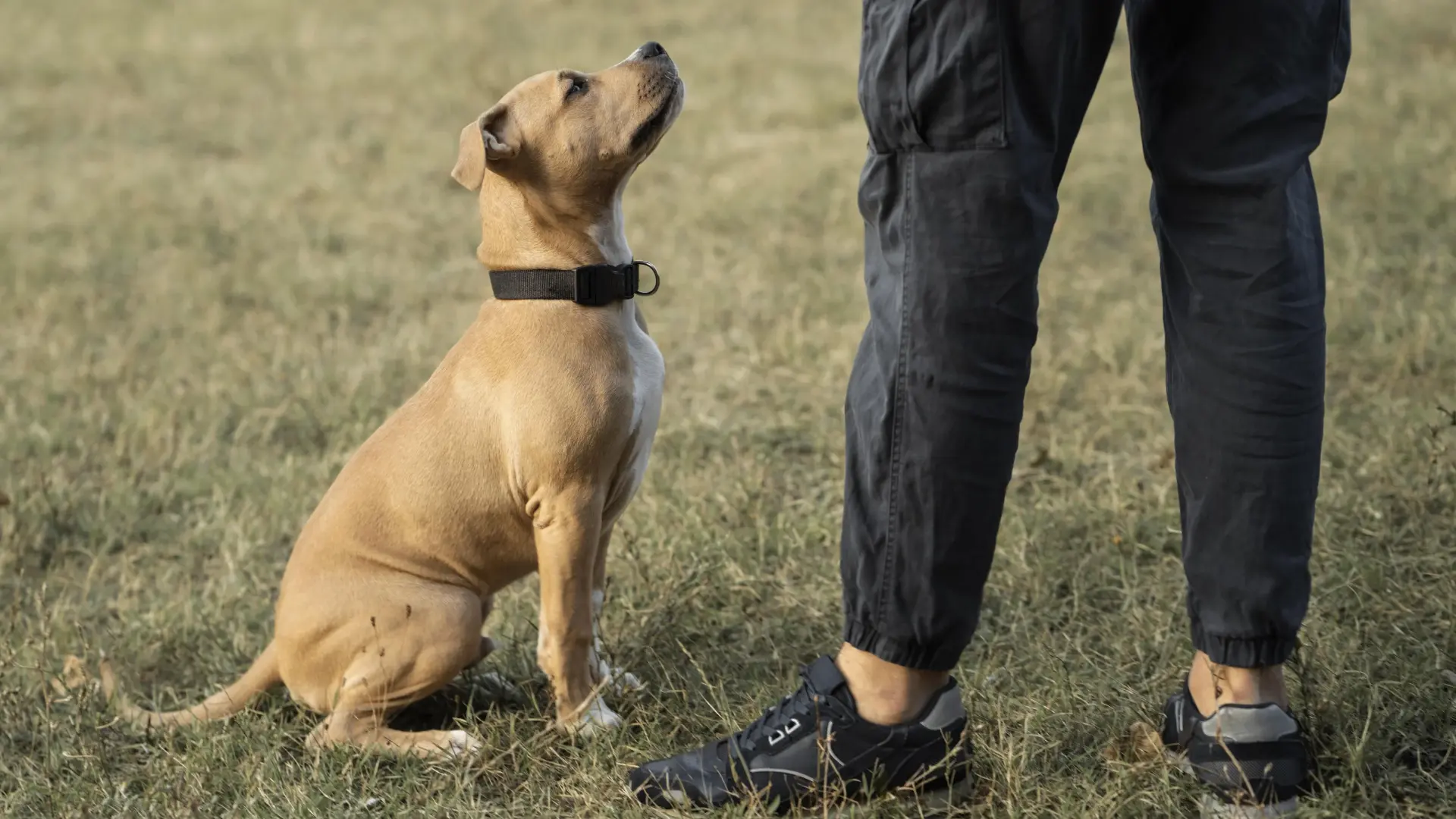 Почему ОКД полезен не только служебным псам 🐶