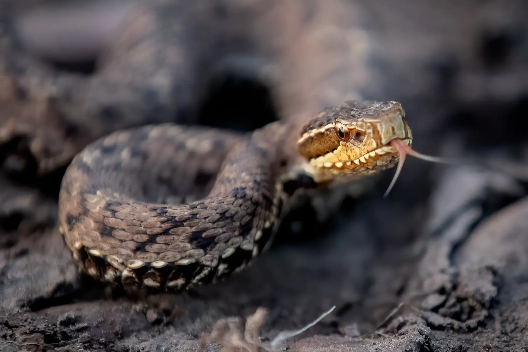 🐍 Уссурийский щитомордник - самый мелкий из всех щитомордников бывшего Советского Союза. 

Есть у н
