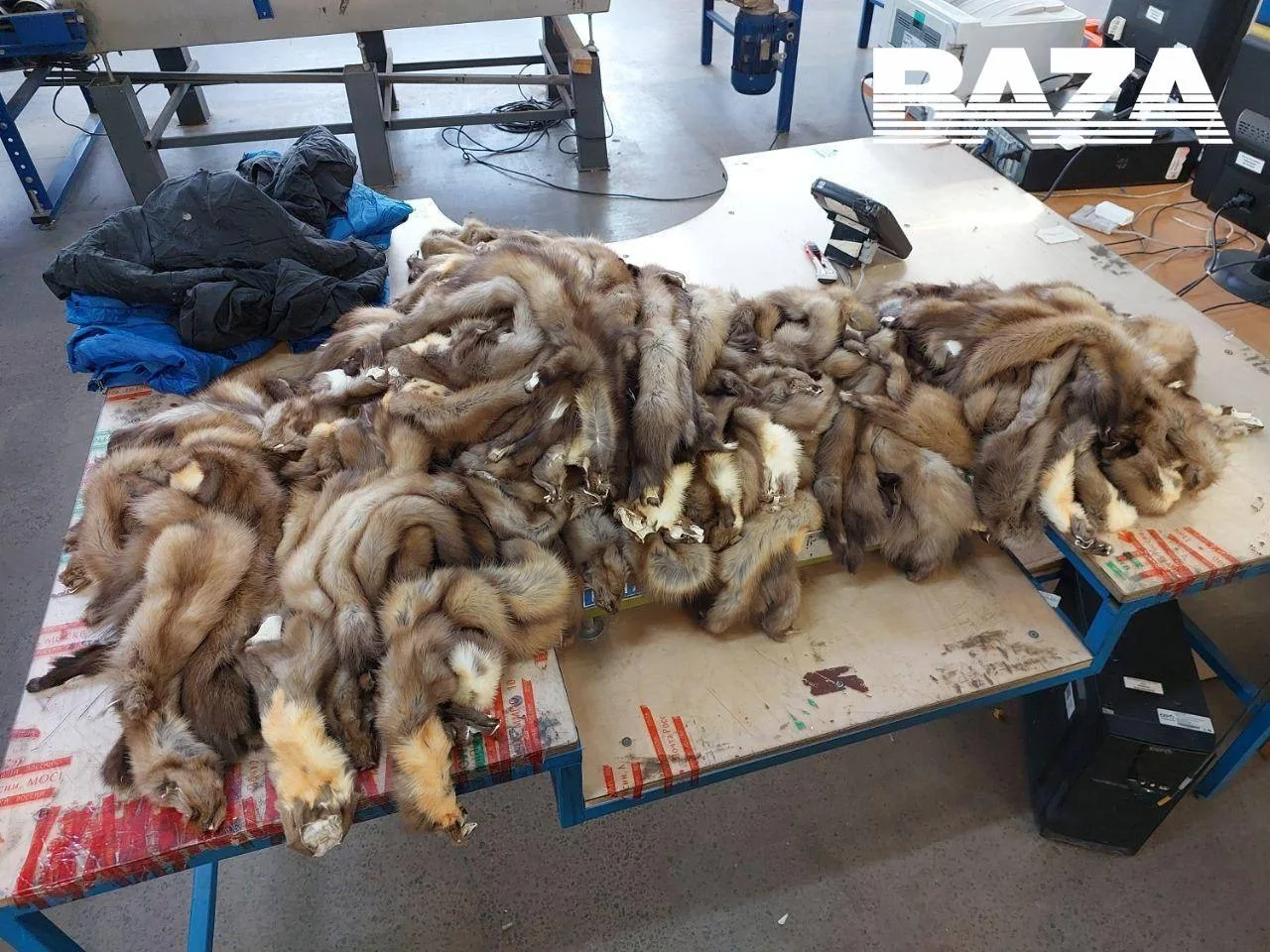Более 700 шкурок соболя и куницы спрятали в подкладку зимних курток и пытались отправить в Китай.  В