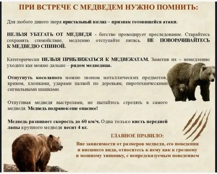 ➡️ Чтобы обезопасить себя от встречи с медведем!