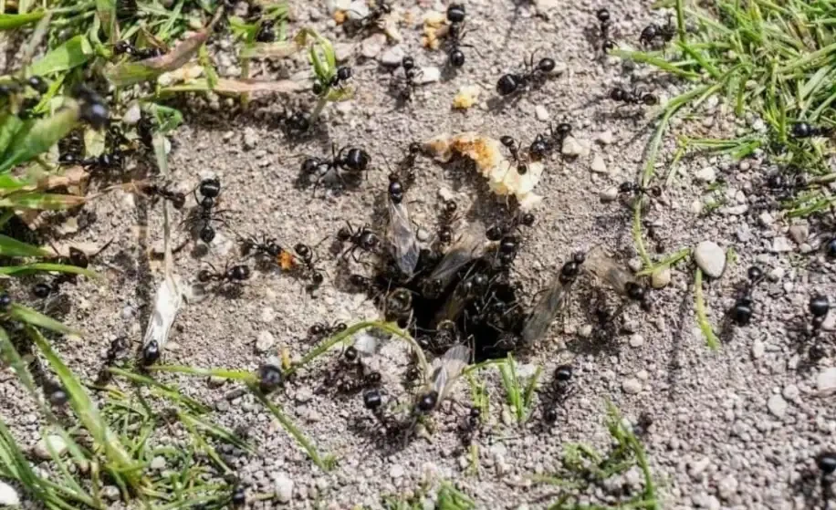 🐜 СТАРЫЙ СПОСОБ ОТ МУРАВЬЁВ, КОТОРЫЙ ДО СИХ ПОР ВЫРУЧАЕТ

Когда муравьи заполоняют дорожки, теплицу