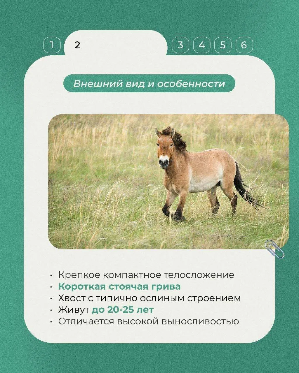 Сегодня в рубрике «Животные Красной книги» несколько фактов о лошади Пржевальского, дикой лошади, си