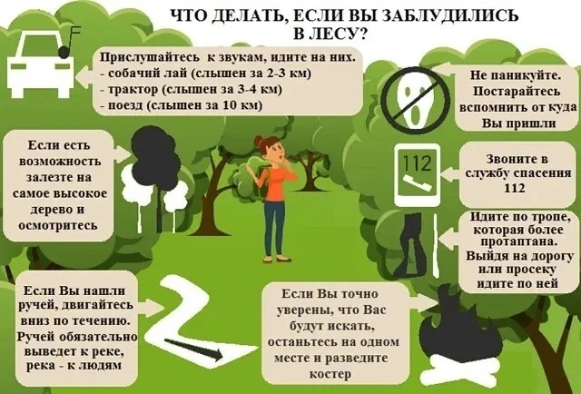 О чём важно помнить, отправляясь в лес за ягодами или грибами